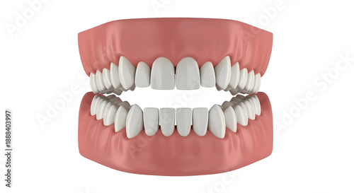 Ultra Realistic 3D Dental Anatomy