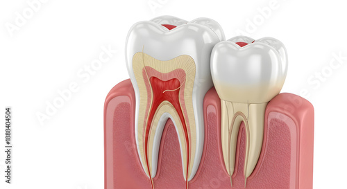Ultra Realistic 3D Dental Anatomy