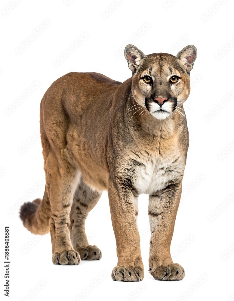 Obraz premium Full shot of a large wild cat, cougar, against a white background, facing forward