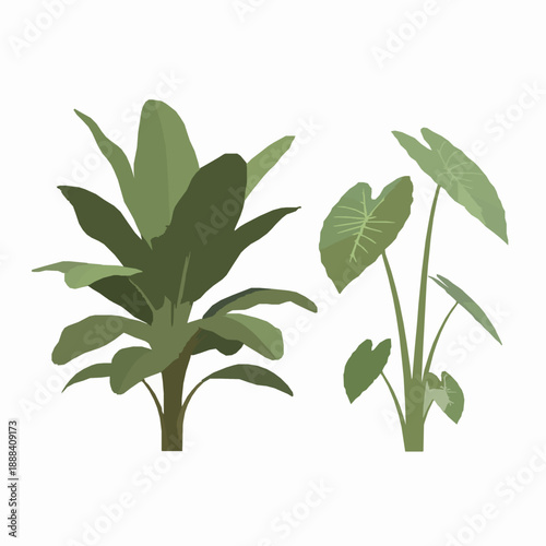 Transparent Banana Tree and Taro Plant 3D Cut Out Botanical Set for Architecture and Digital Illustration
