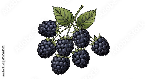 Detailed Illustration of a Blackberry Cluster with Green Leaves on a White Background
