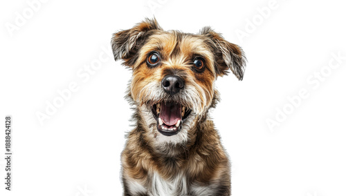 Excited Mixed Breed Dog with Open Mouth Expression on Transparent Background. PNG.