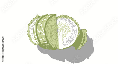 Sliced cabbage vegetable head vector illustration on white background.