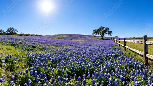 Bluebonnet Flower Field Landscape Under Blue Sky