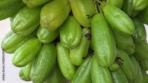 Slow motion video of averrhoa bilimbi still attached to the tree. Fresh bilimbi fruit, often used to add a sour flavor to Asian dishes