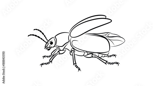 Line Art Beetle Illustration Isolated on White Background