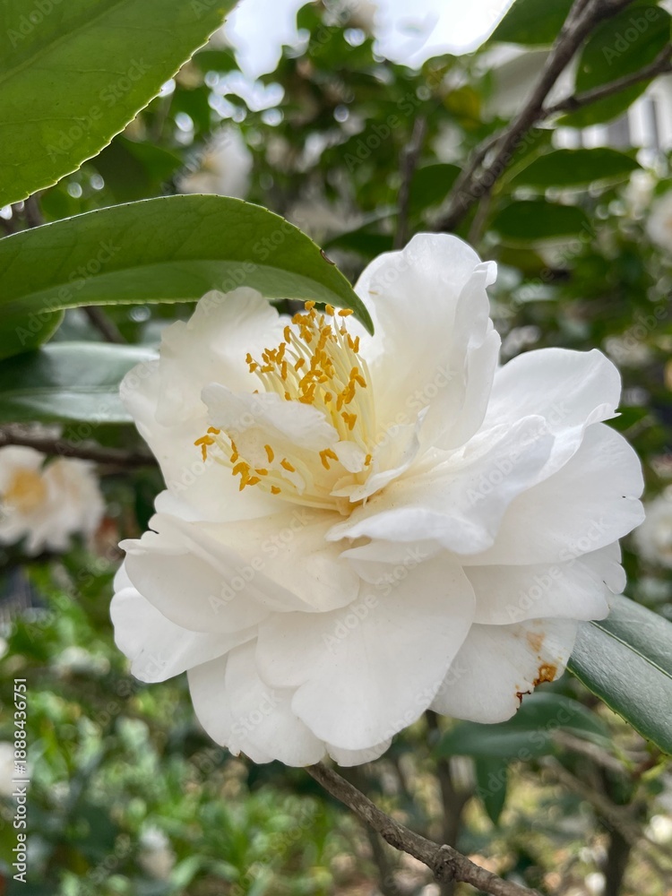 Obraz premium apple tree blossom