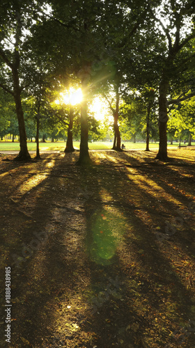 Wallpaper Mural Sunlight through forest trees with long shadows on ground for nature, wellness and mindfulness concepts Torontodigital.ca