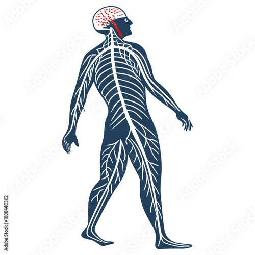 create an image of a man's nurvous system vector design on a white background 