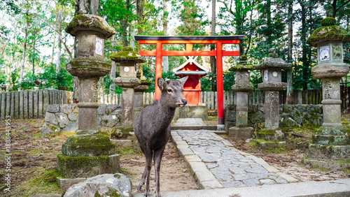 Tablou pe pânză Tori gate in reflection of water in Japan Osaka Nara park deer