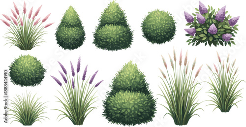 Watercolor style collection of garden plants including topiary boxwood shrubs ornamental grasses flowering lilac and lavender bushes isolated on white background for landscape design