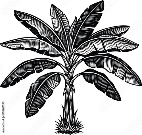 Banana tree illustration in vintage woodcut style, tropical plant with large leaves isolated on white background, botanical nature artwork for agriculture and eco design