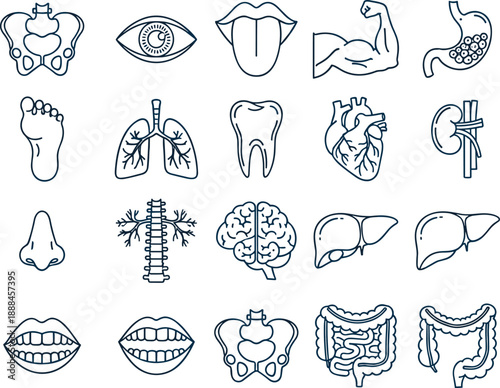 Human body anatomy line icon set illustration featuring organs and body parts including brain, heart, lungs, liver, stomach, bones and senses for medical education and healthcare design use