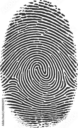Fingerprint illustration, biometric identity vector, forensic loop whorl pattern, black white security graphic, personal scan symbol, detailed ridge design