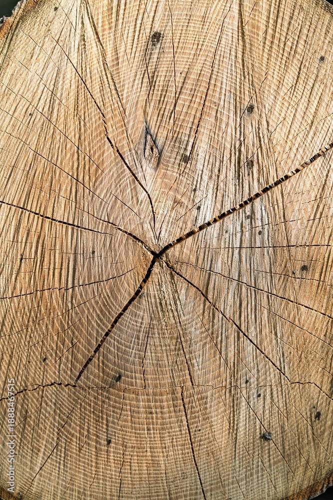 Fototapeta premium A close-up of a tree trunk reveals its intricate annual growth rings, showcasing unique textures and patterns. Ideal for themes of nature, forestry, and time in educational or commercial designs.
