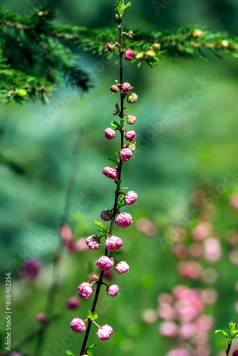 sakura branches with blooming pink buds of beautiful flowers