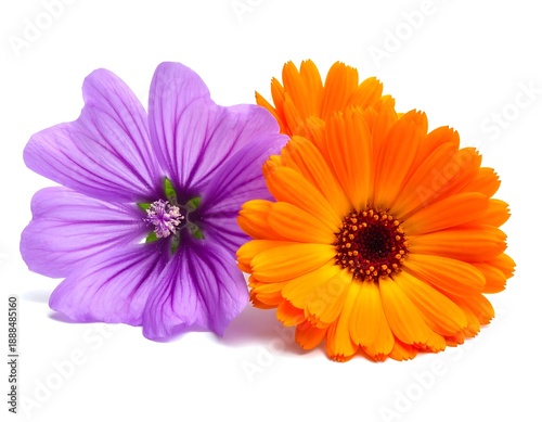 Close-up studio shot featuring a vibrant purple flower alongside an equally striking orange blossom, set against a pristine white backdrop