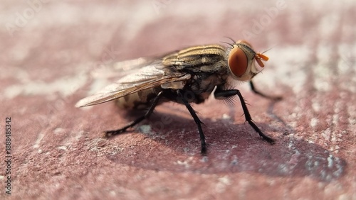 Canvastavla Side view macro of house fly insect with wings and orange compound eyes