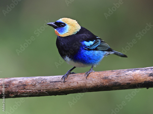 Golden-hooded Tanager perched on a branch tree in the rain forest of  Monteverde in Costa Rica
