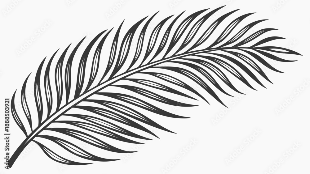 Obraz premium Elegant Palm Frond Illustration Detailed Botanical Drawing.