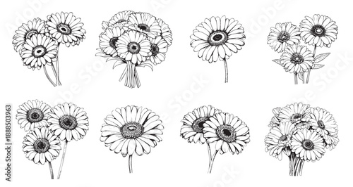 gerbera flowers set line art sketch vector