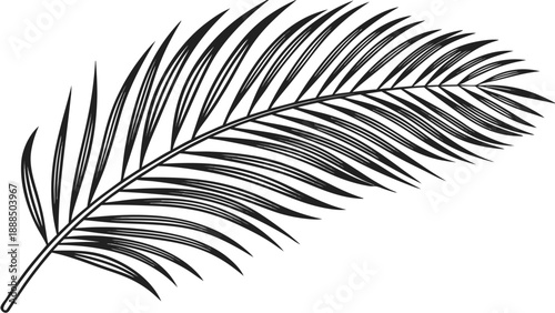 Elegant Palm Frond Illustration Tropical Botanical Design Element.