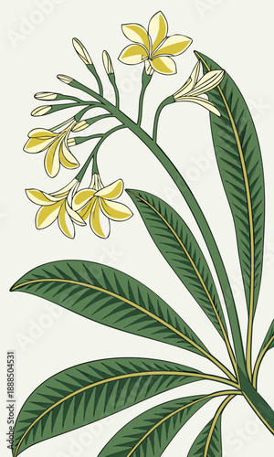 Botanical Illustration of Frangipani Flowers and Leaves.