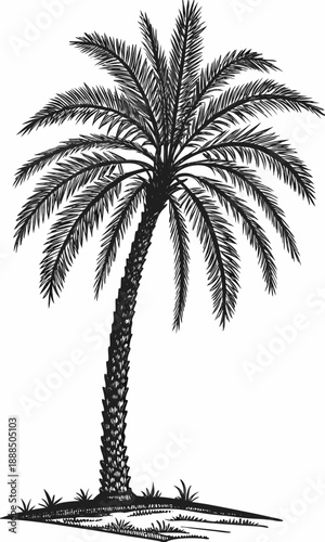 Detailed Palm Tree Illustration A Tropical Botanical Study.