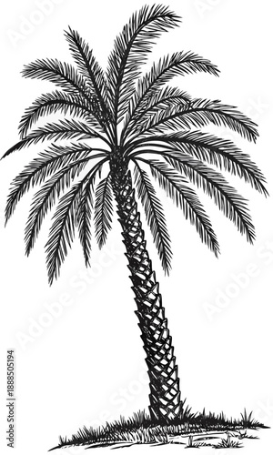 Detailed Sketch of a Solitary Palm Tree with Lush Fronds.