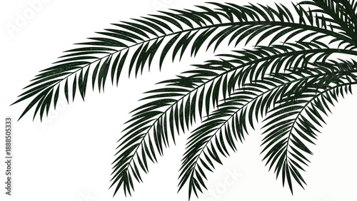 Palm Fronds Silhouette Against a White Background.