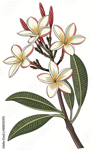Elegant Frangipani Blossom Illustration with Detailed Leaves and Branch.