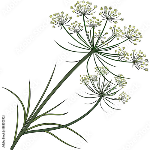 Elegant Dill Plant Illustration with Delicate White Flowers.