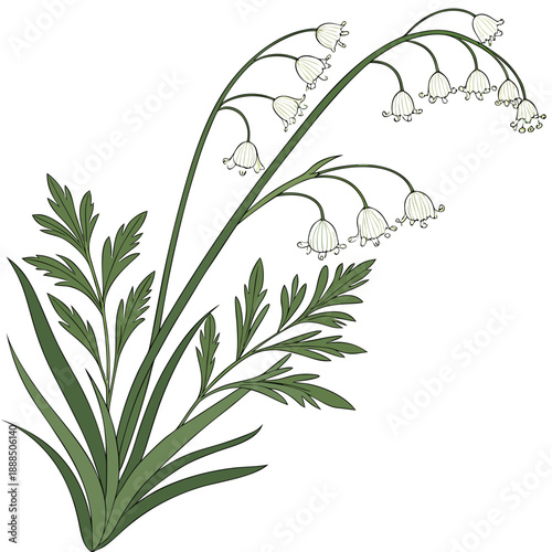 Elegant Lily of the Valley Illustration with Delicate White Flowers 2.