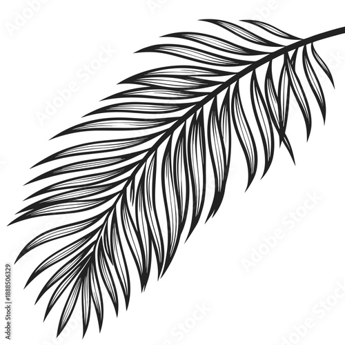 Elegant Palm Leaf Illustration Detailed Botanical Art.