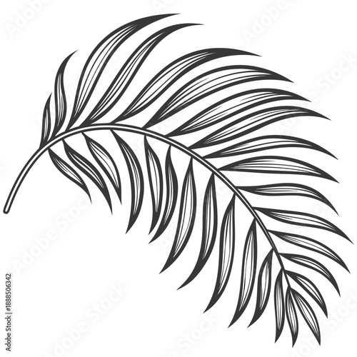 Elegant Palm Leaf Illustration with Detailed Veins and Graceful Curve.