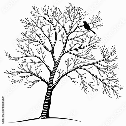 Silhouette of a Bird Perched on a Bare Tree Branch.