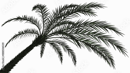 Silhouette of a Palm Tree Against a White Background 7.