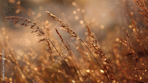 Beautiful Close-Up of Golden Grass Blades Glimmering in Soft Morning Light with a Dreamy Bokeh Background and Nature's Serenity Highlighted in the Photograph