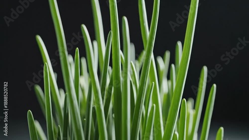 Vibrant Chives-like Tiny Green Spears Standing At Attention With Subtle Lighting