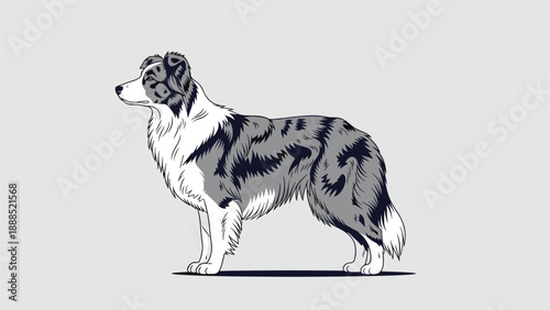 Side view illustration of a standing australian shepherd dog with blue merle fur pattern on a gray background.