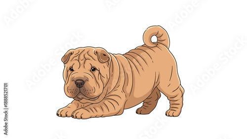 Adorable wrinkly shar pei puppy in a playful stretching pose looking at the camera on a white background.
