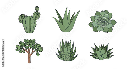 Variety of succulent plants illustrated in bright green isolated on white