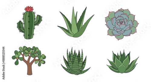 Variety of illustrated green plants and succulents on white background