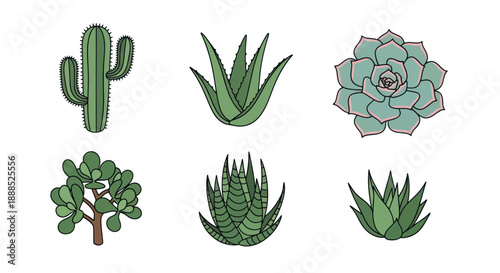 Variety of succulents and cacti in vibrant green isolated on white background