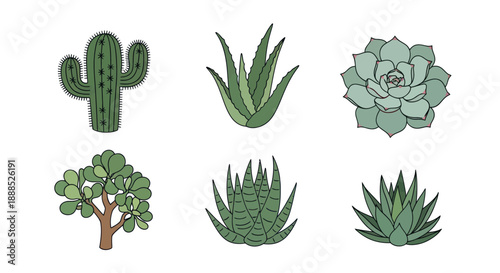Various stylized green succulent plants illustrations against a white background