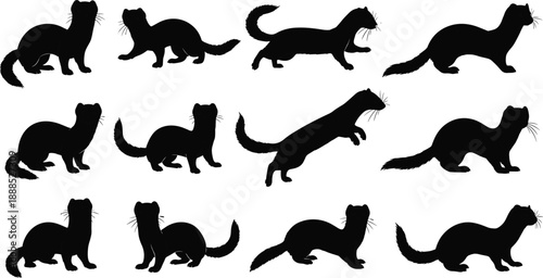 Large collection of ferret silhouettes in various active poses including jumping running walking and standing isolated on white background vector illustration