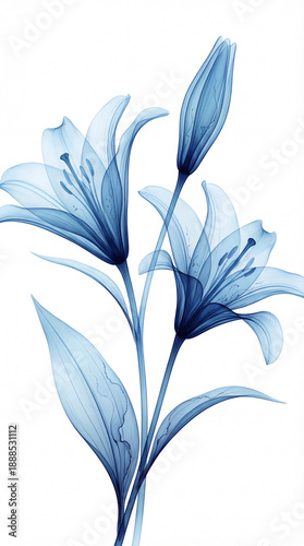X-Ray Blue Lily Stems
