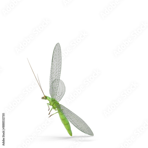 Green lacewing (Chrysopidae) fly side view