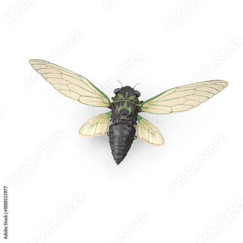 Cicada insect specimen top view