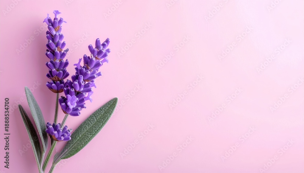 Obraz premium Elegant Purple Lavender Blossom Sprigs with Green Leaves on Pastel Pink Backdrop Creates a Calming and Delicate Floral Composition Ideal for Peaceful Aesthetics